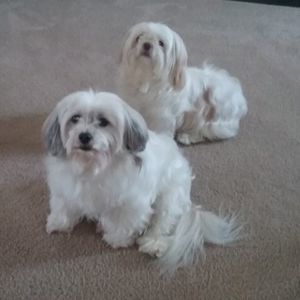 Meet your Posher, Ps